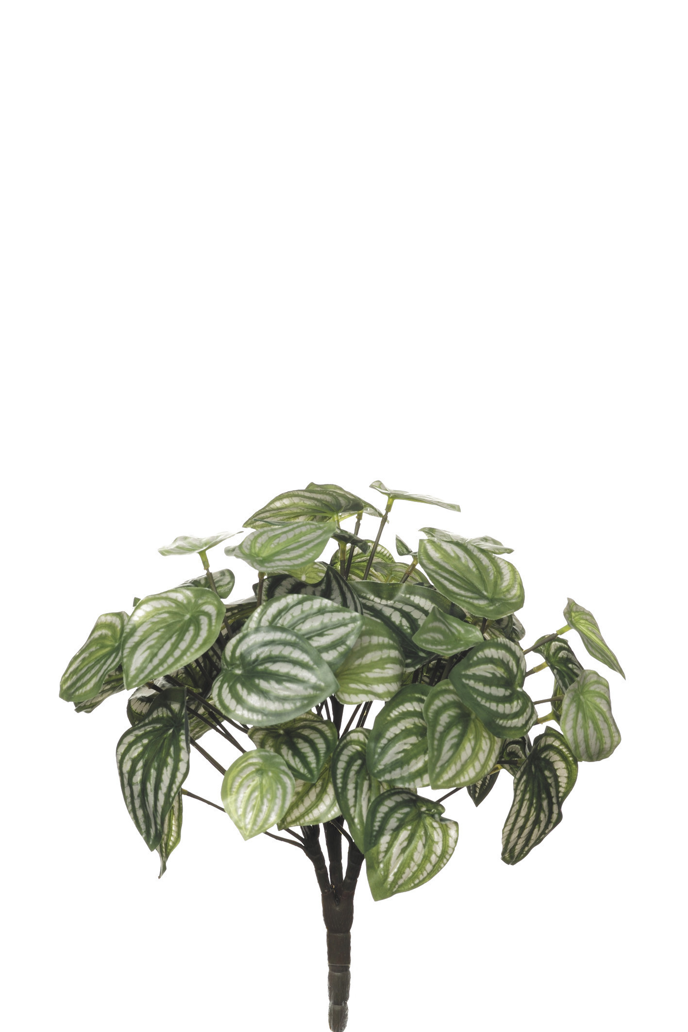 comprar 478124 MATA PEPEROMIA X3/60H online de desde 19,36 €
