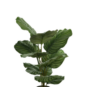 comprar 472621 FB PLANTA CALATHEA 60CM C/MAC(471178) online de desde 61,95 €