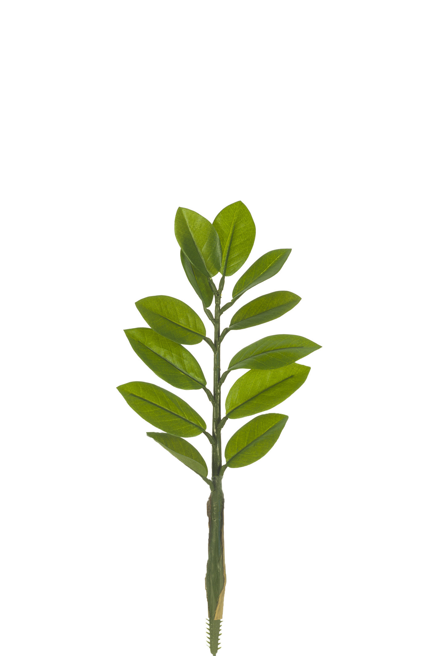 comprar 306698 ZAMIOCULCA 39CM X12H online de desde 4,84 €