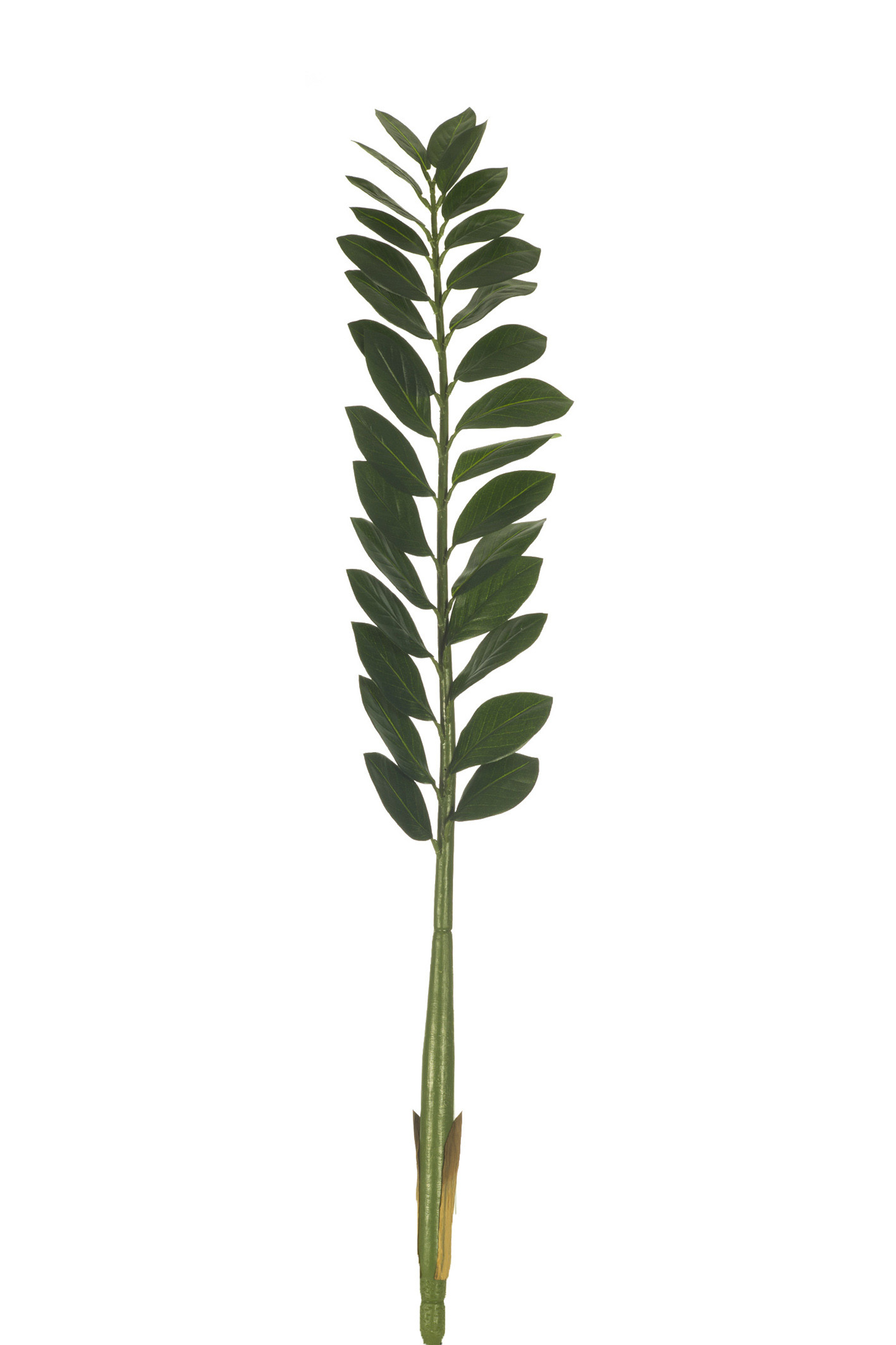 comprar 306739 ZAMIOCULCA 111CM X30H online de desde 22,99 €