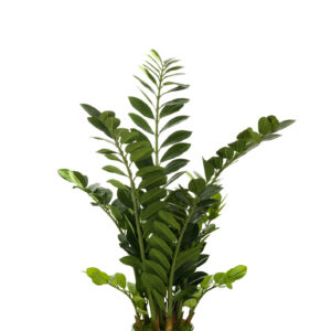 comprar 474510 FB PLANTA ZAMIOCUL GDE. 115CM online de desde 175,45 €