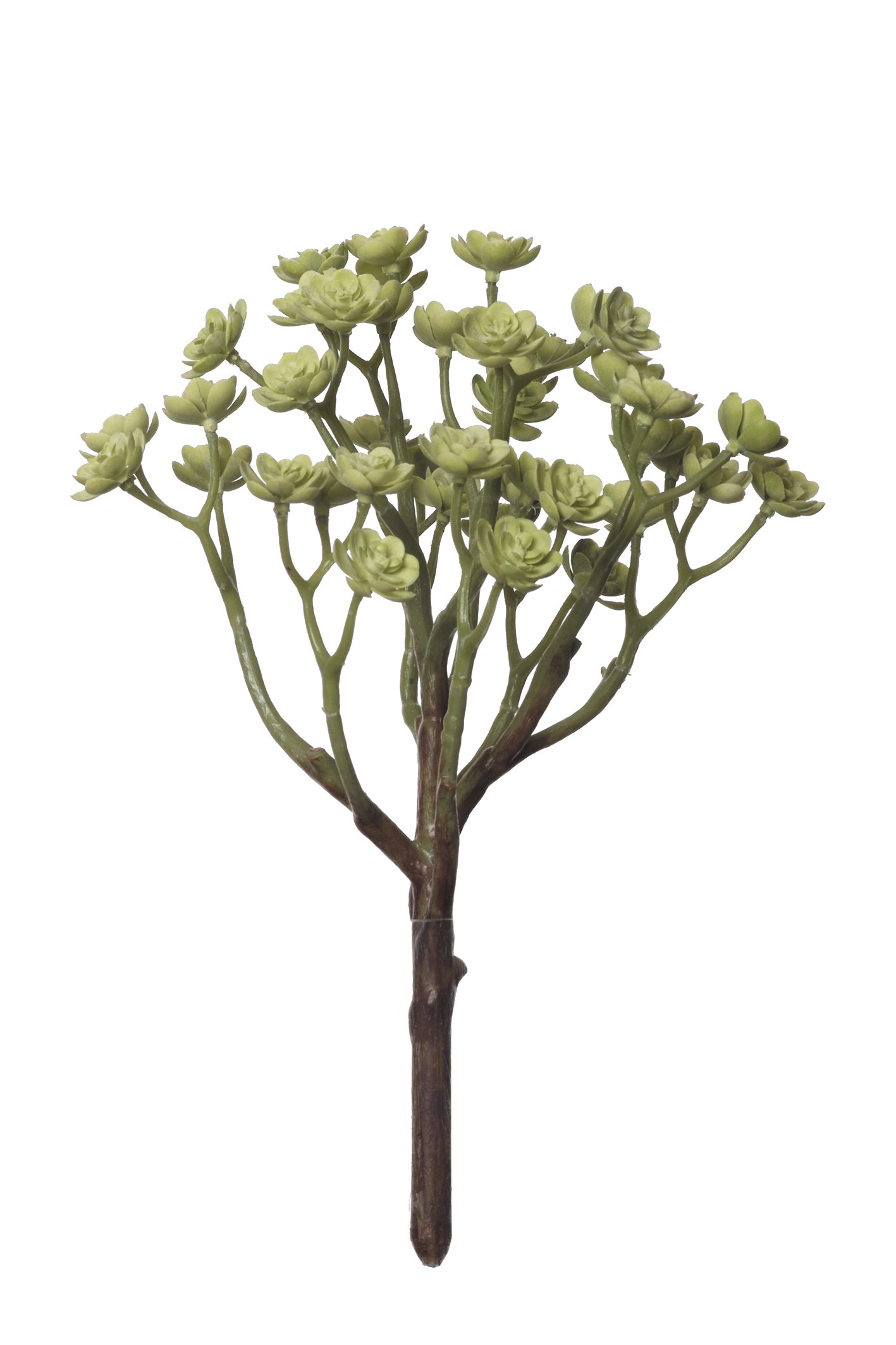 comprar 854069 MATA CRASA ECHEVERIA 25CM online de desde 13,31 €
