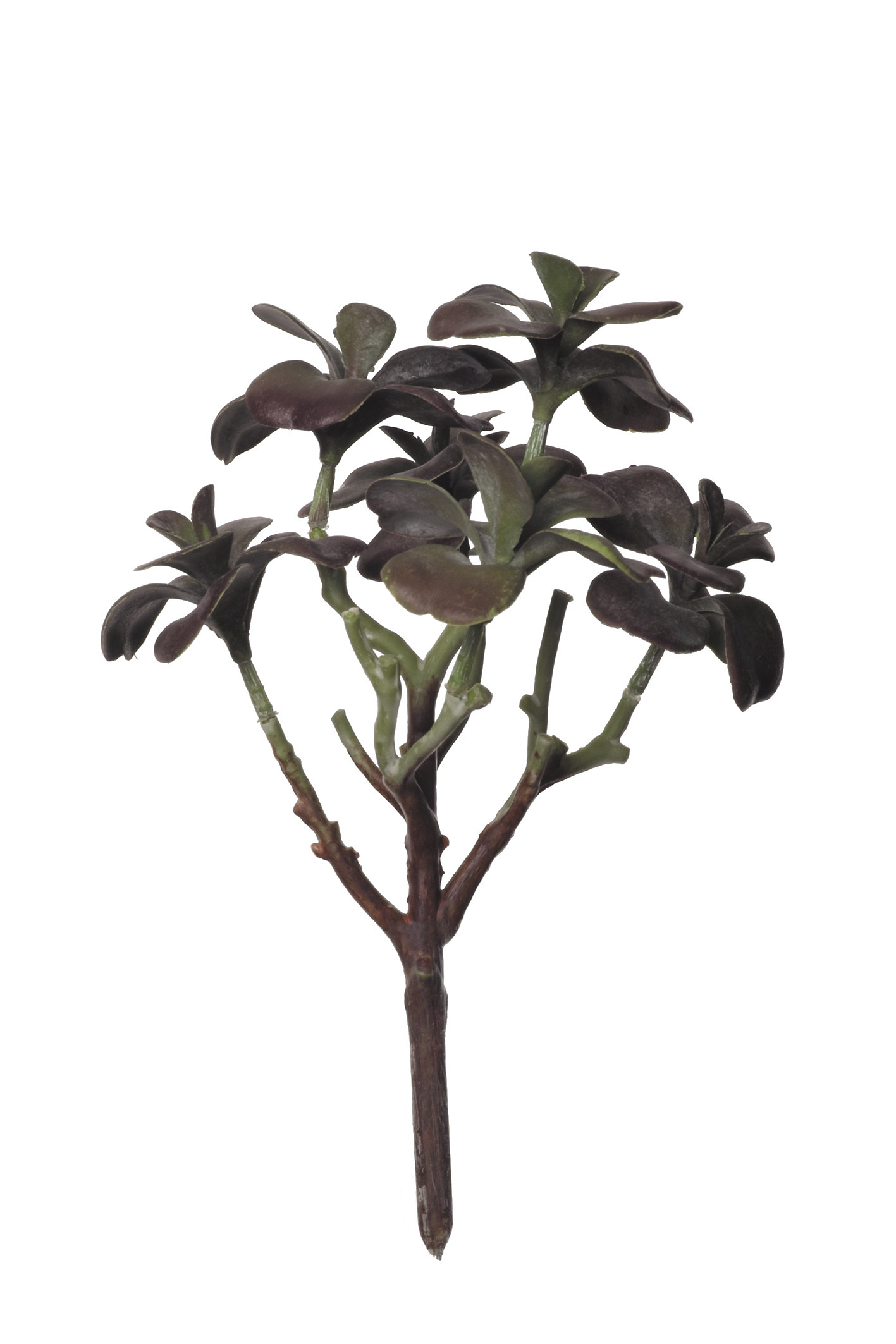 comprar 854077 MATA CRASA KALANCHOE 25CM online de desde 12,92 €