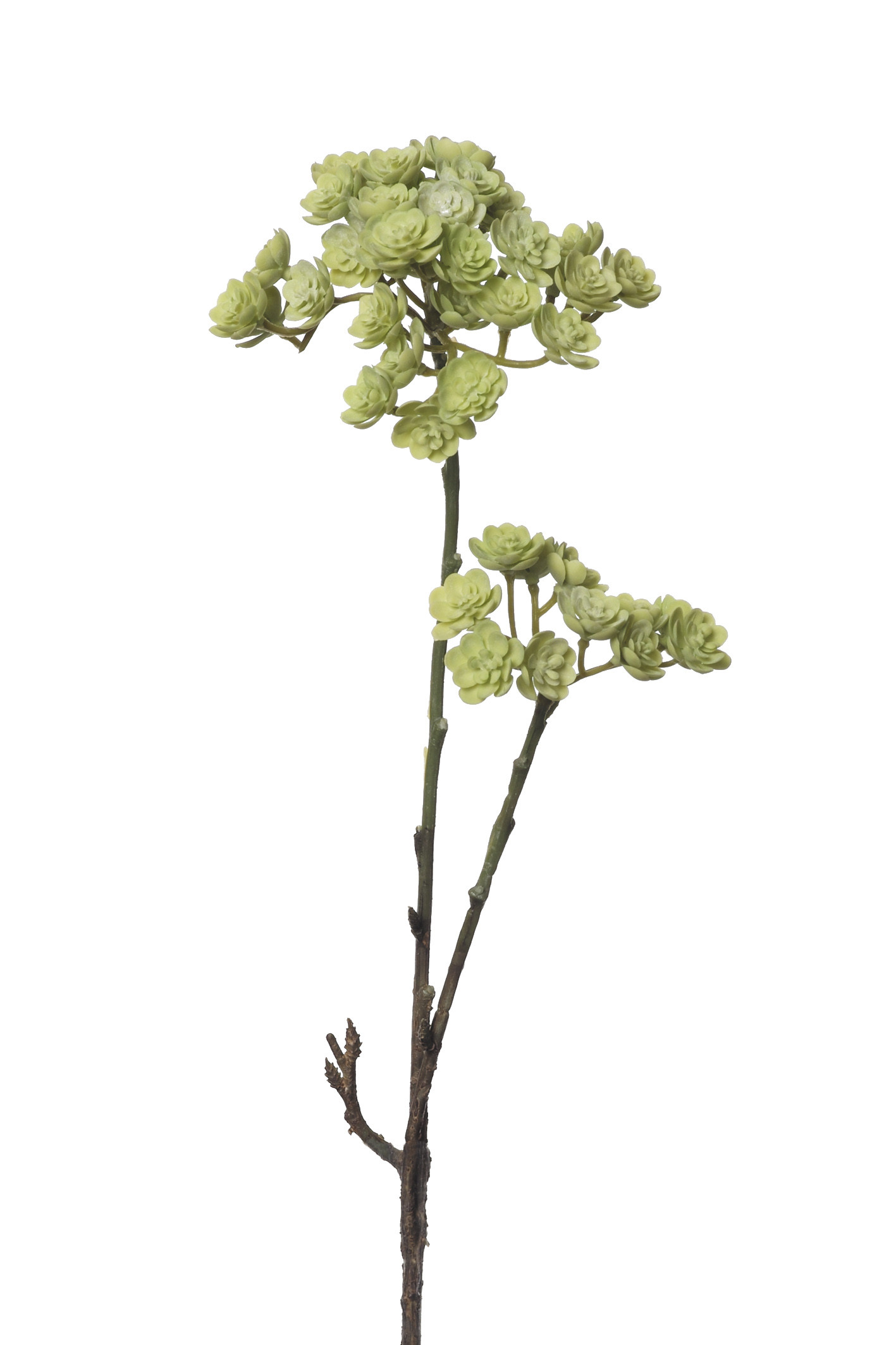 comprar 854051 CRASA ECHEVERIA 50CM online de desde 11,92 €