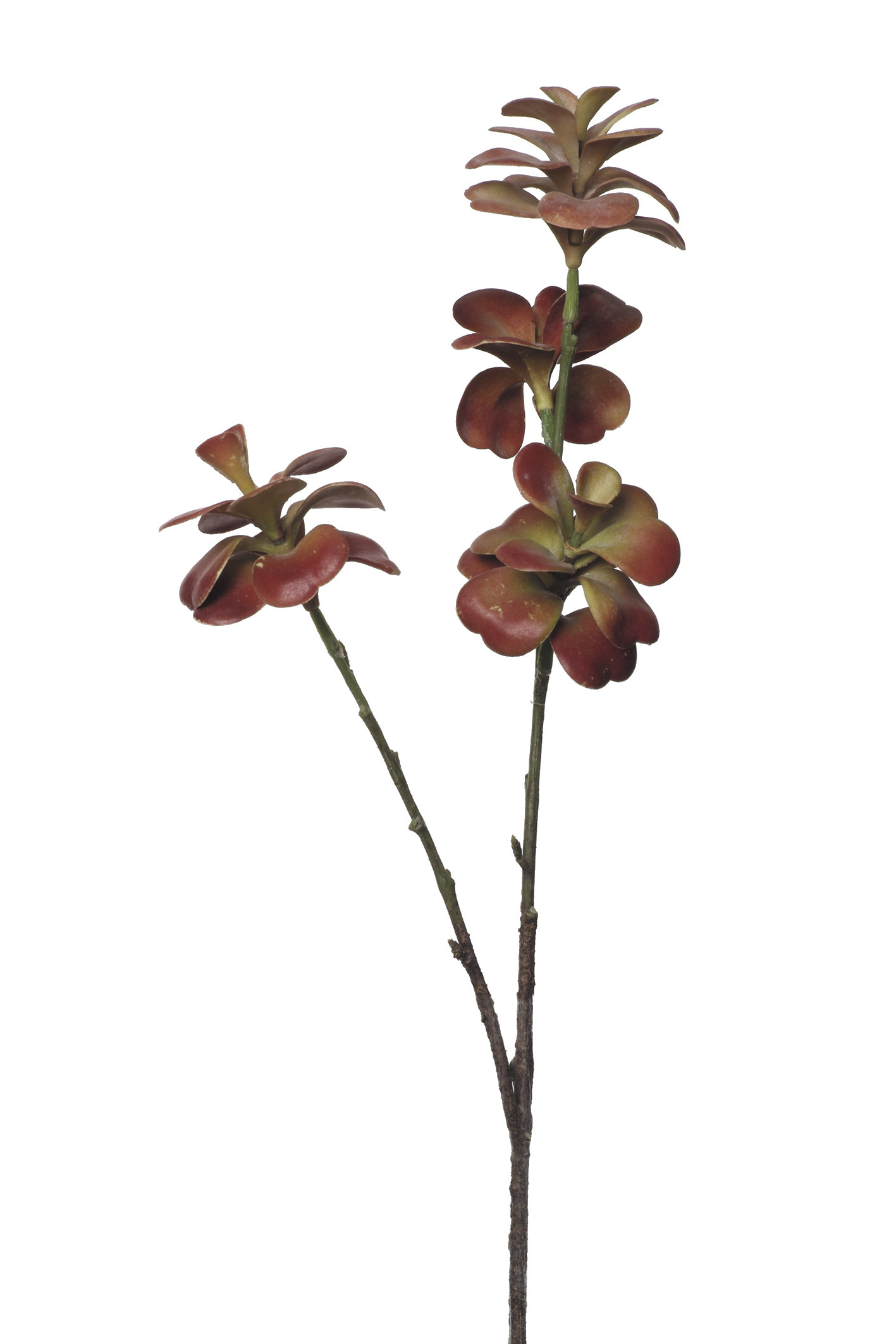 comprar 854085 CRASA KALANCHOE X3 51CM online de desde 10,89 €