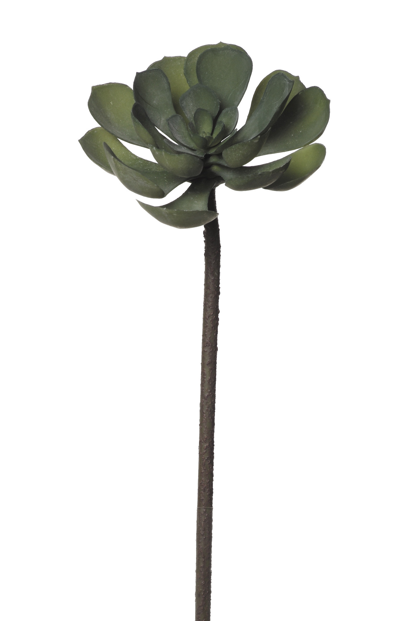 comprar 854035 CRASA PEPEROMIA 54CM online de desde 10,89 €