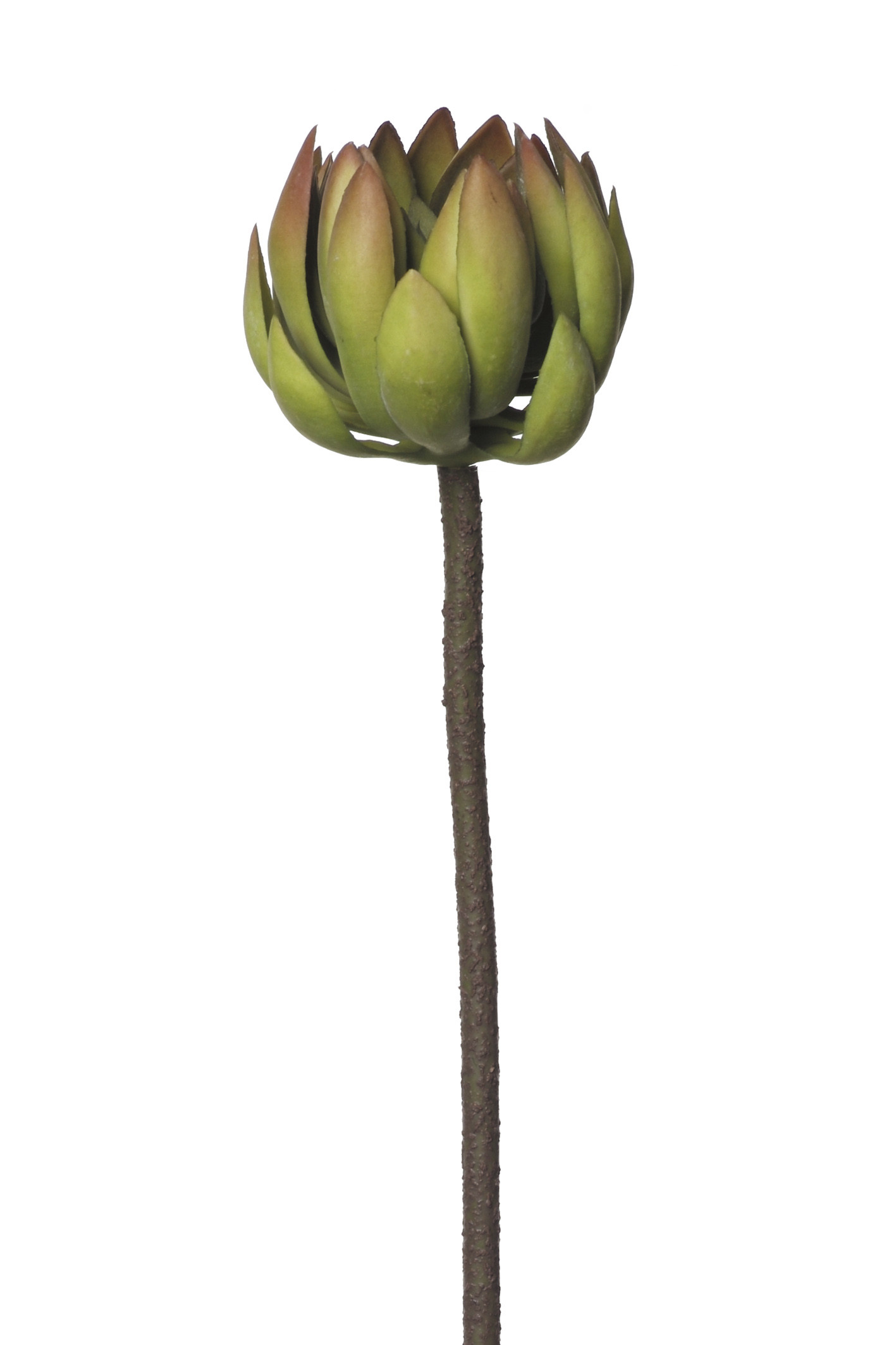 comprar 854027 CRASA ECHEVERIA 72CM online de desde 19,36 €