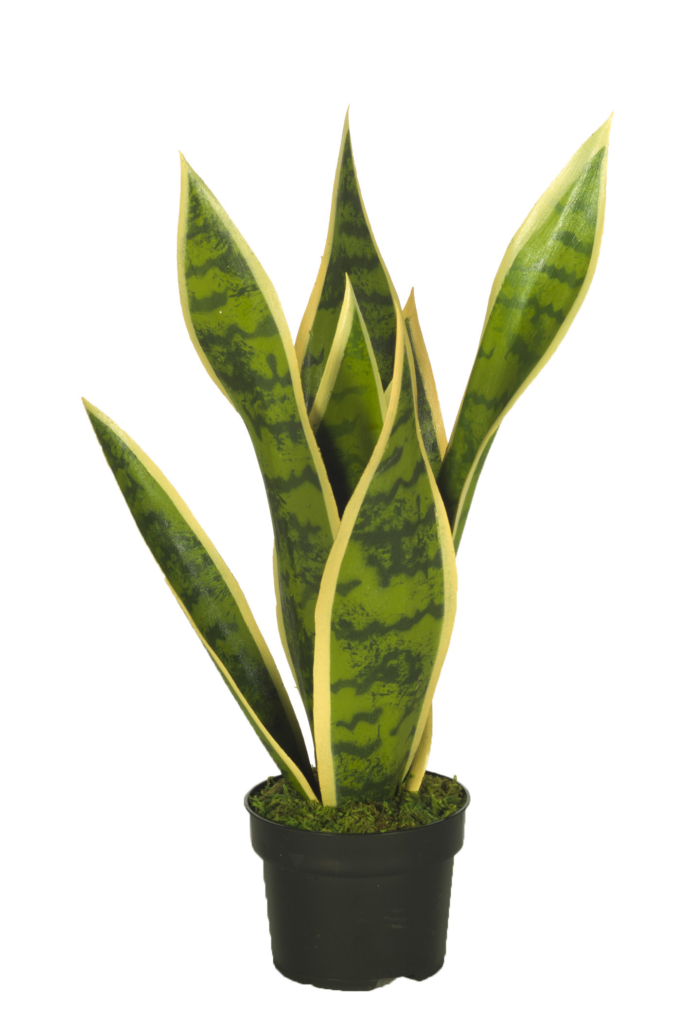 comprar 473760 FB PLANTA SANSIVIERA ANCHA 40CM C/M(4729 online de desde 47,19 €