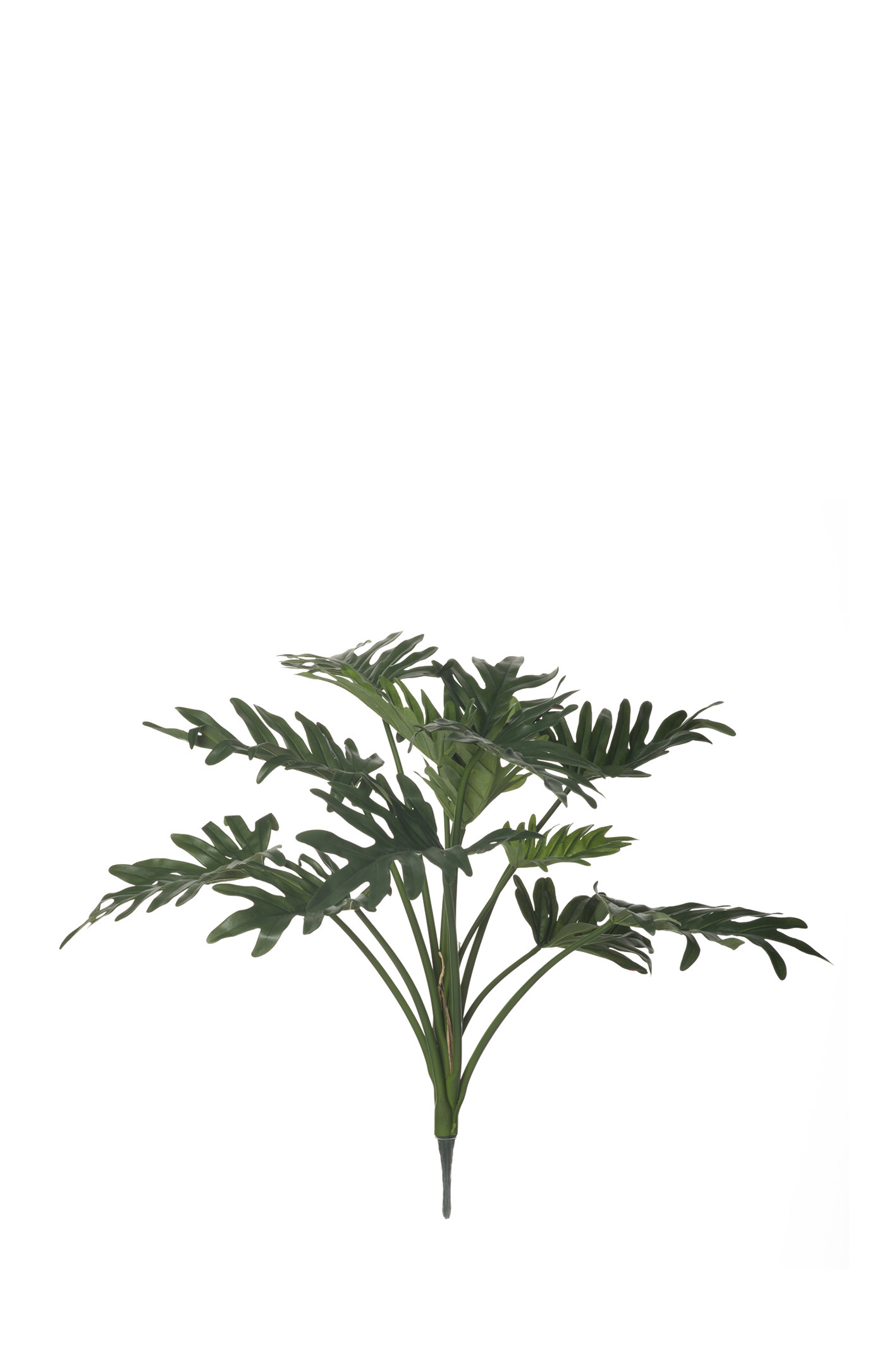 comprar 480971 FB PLANTA MATA FILODENDRO X13 55CM C/M online de desde 60,98 €