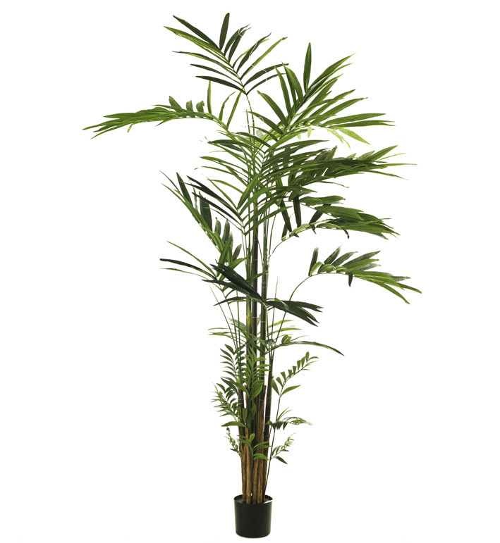 comprar 475401 PALMERA KENTIA X248 210CM online de desde 474,21 €