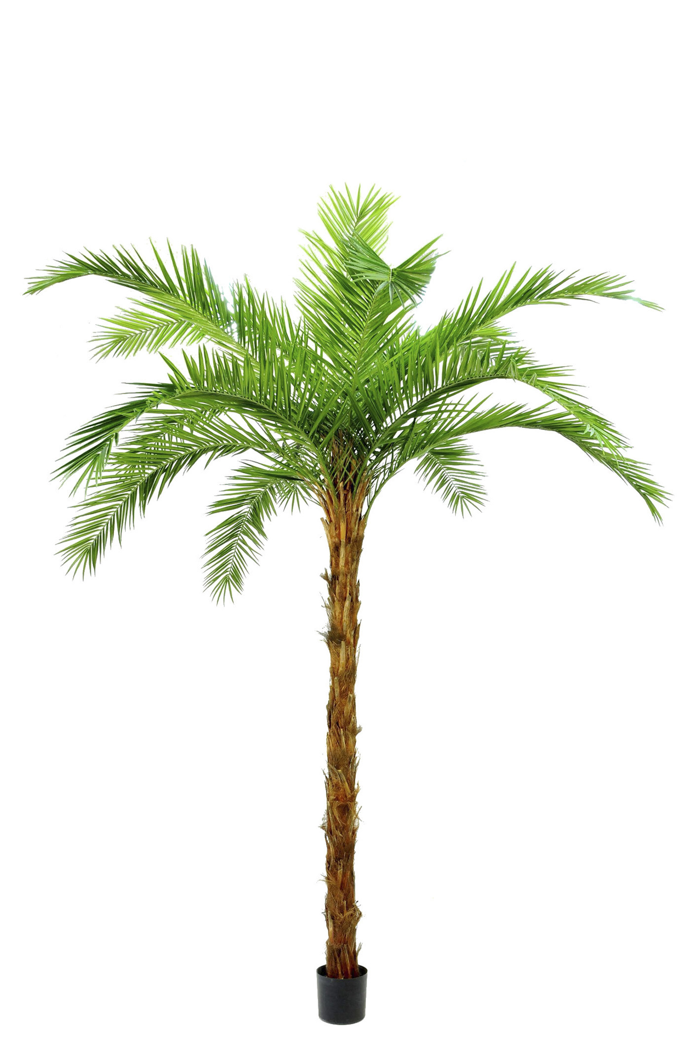 comprar 479271 PALMERA PHOENIX PALM PIEL COCO IM 310CM online de desde 3,303.30