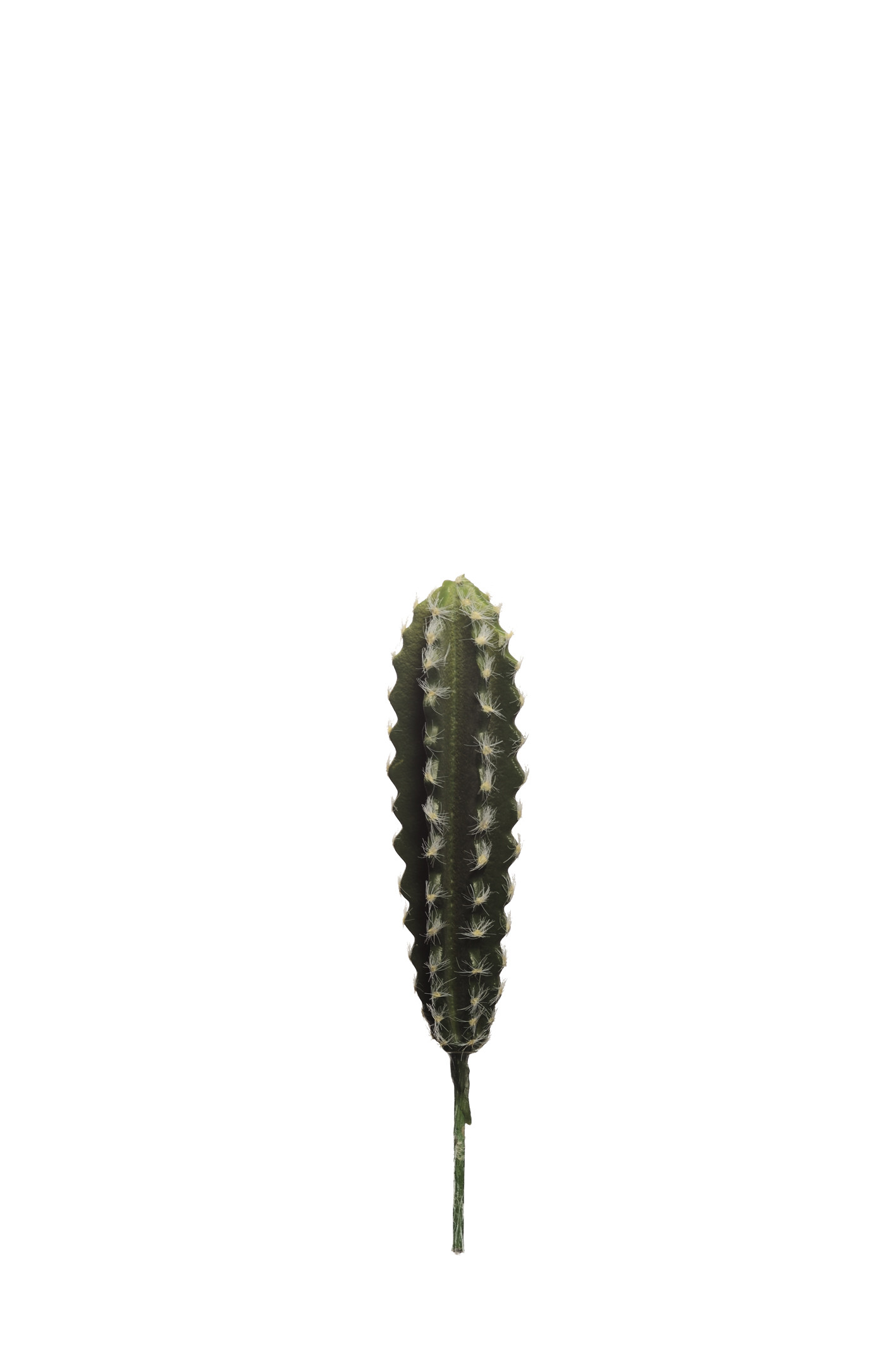 comprar 475881 CACTUS HOONDIA online de desde 5,66 €