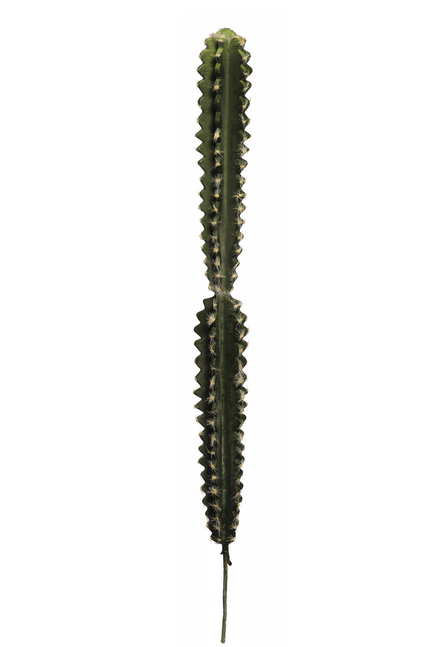 comprar CACTUS HOONDIA -G- 70CM online de desde 19,59 €