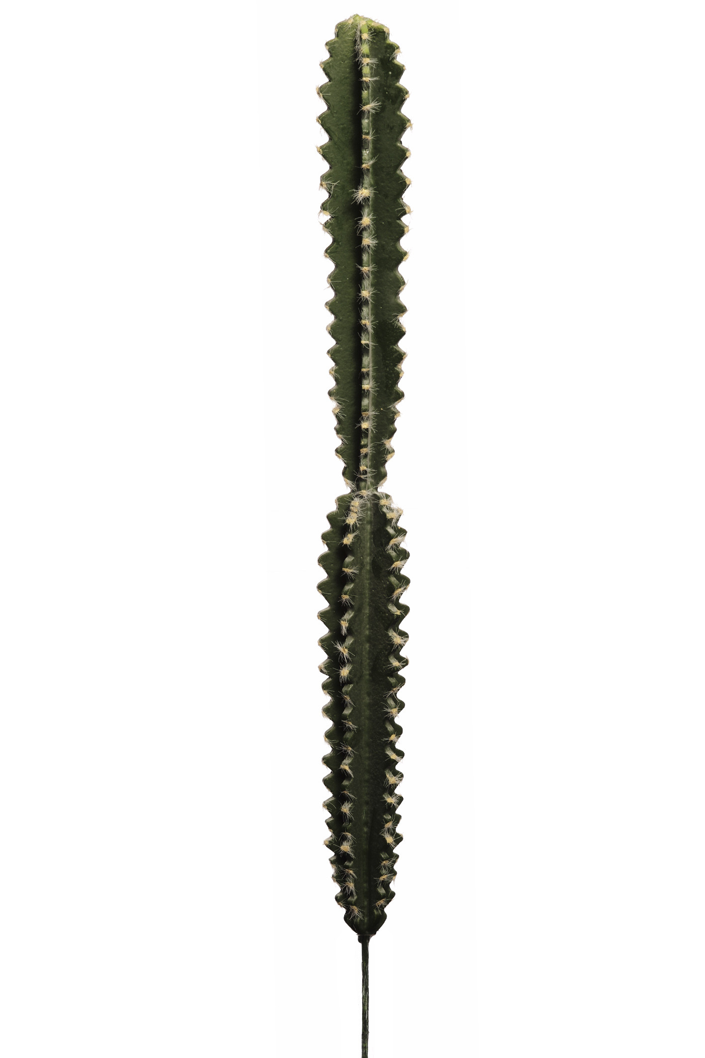 comprar 475849 CACTUS HOONDIA -A- 74CM online de desde 28,11 €