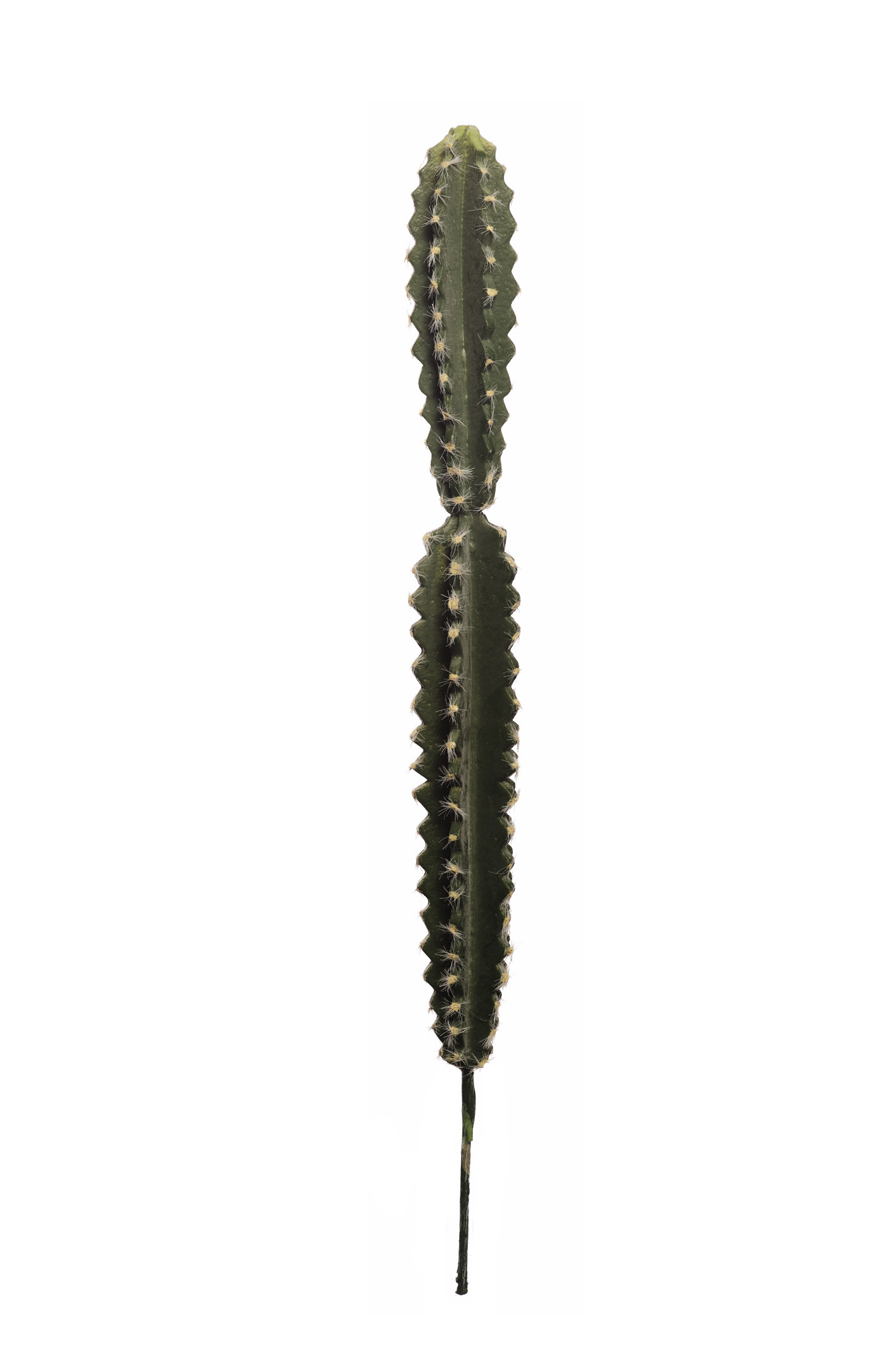 comprar 475857 CACTUS HOONDIA -B- 60CM online de desde 19,59 €