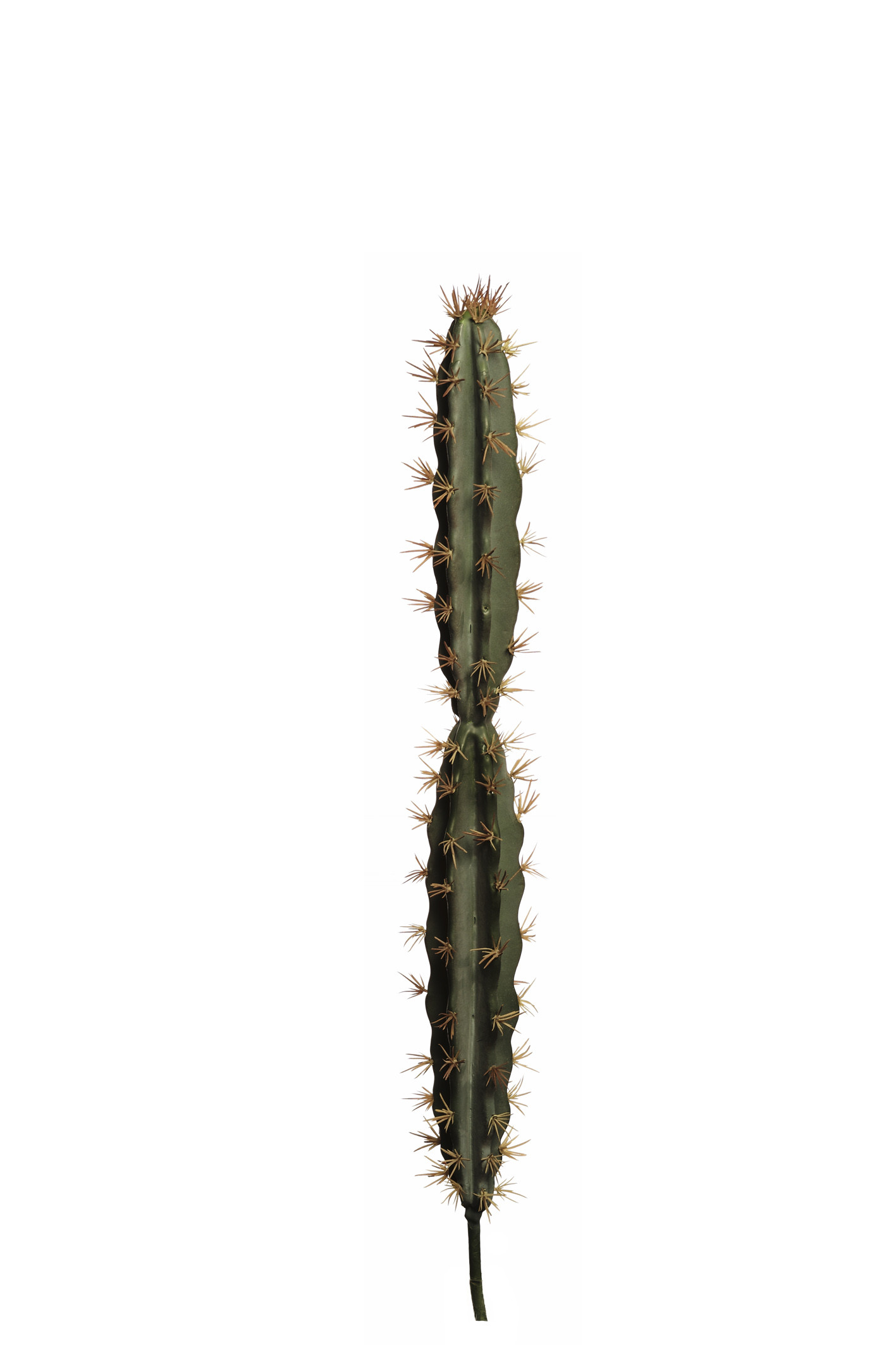 comprar 475782 AGAVE CANARIENSE online de desde 29,04 €