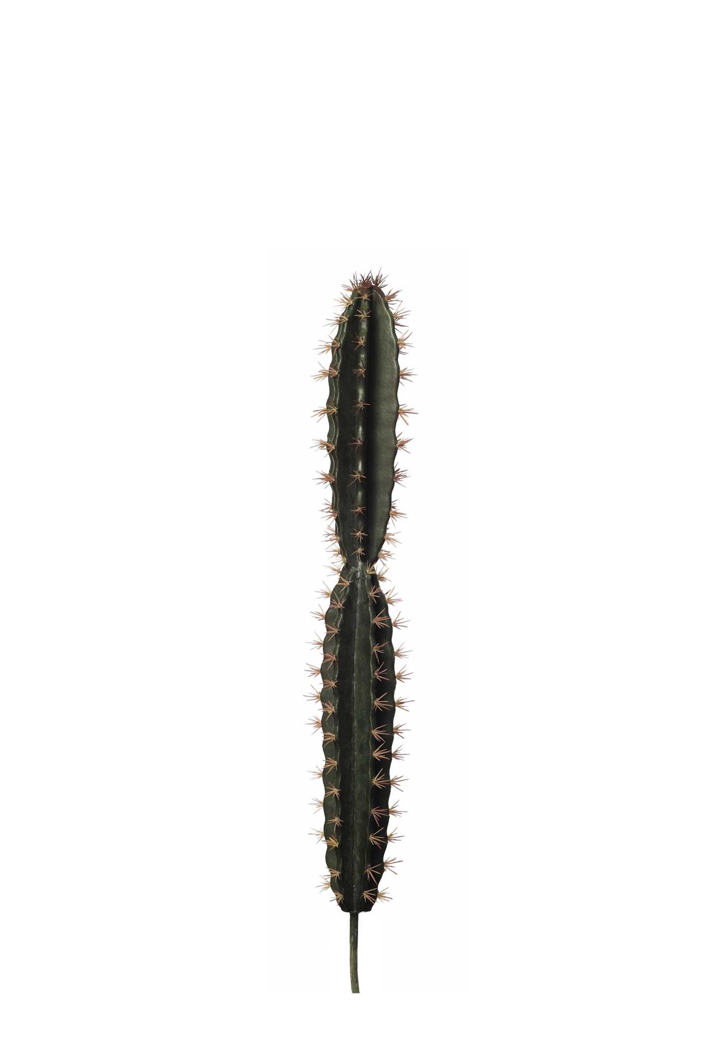 comprar AGAVE CORRYOCACTUS | CACTUS online de desde 44,53 €
