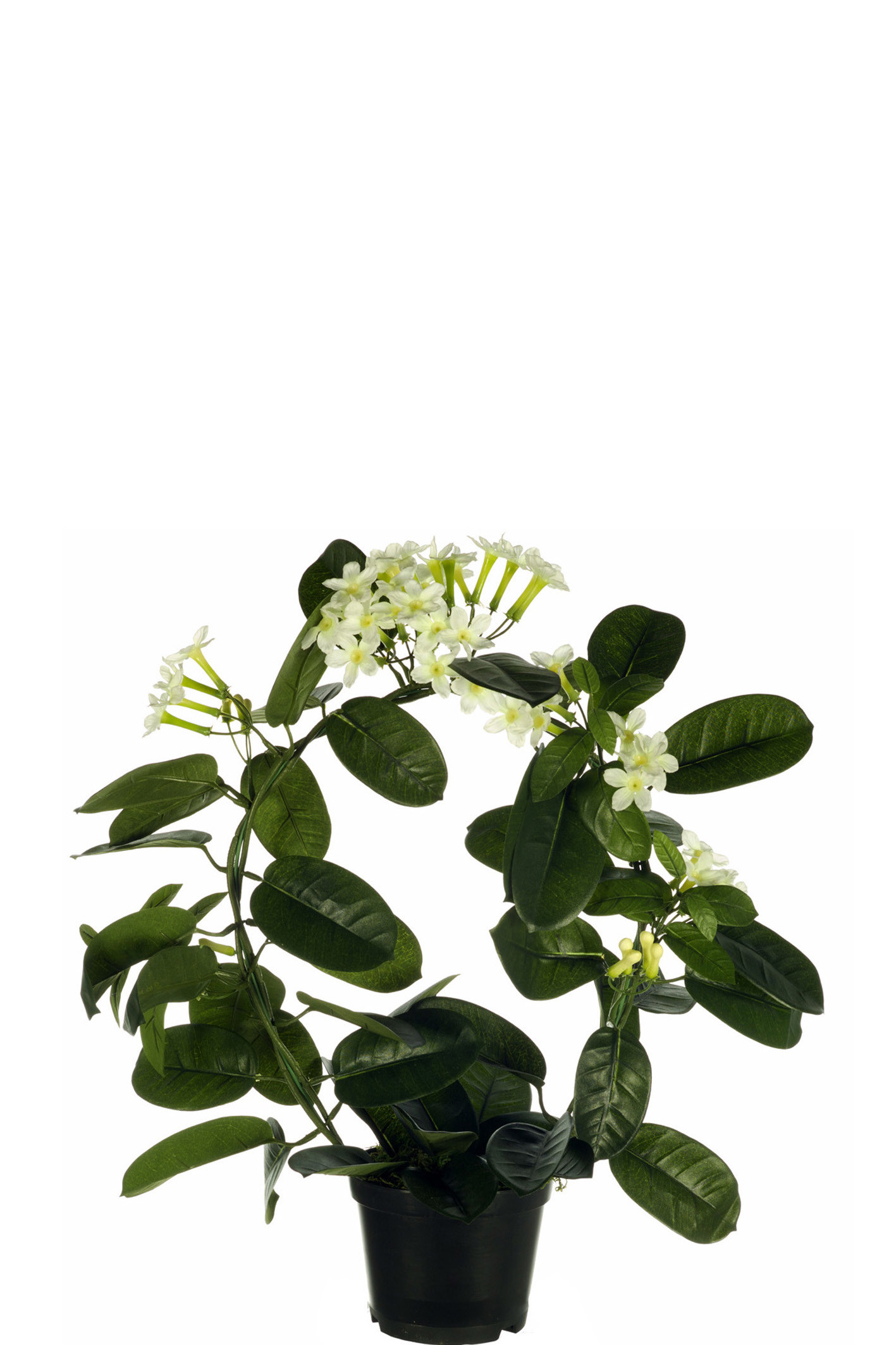 comprar 205882 FB MACETA GUIRNALDA JAZMIN X71/42FL(3065) 50cm blanco online de desde 48,40 €