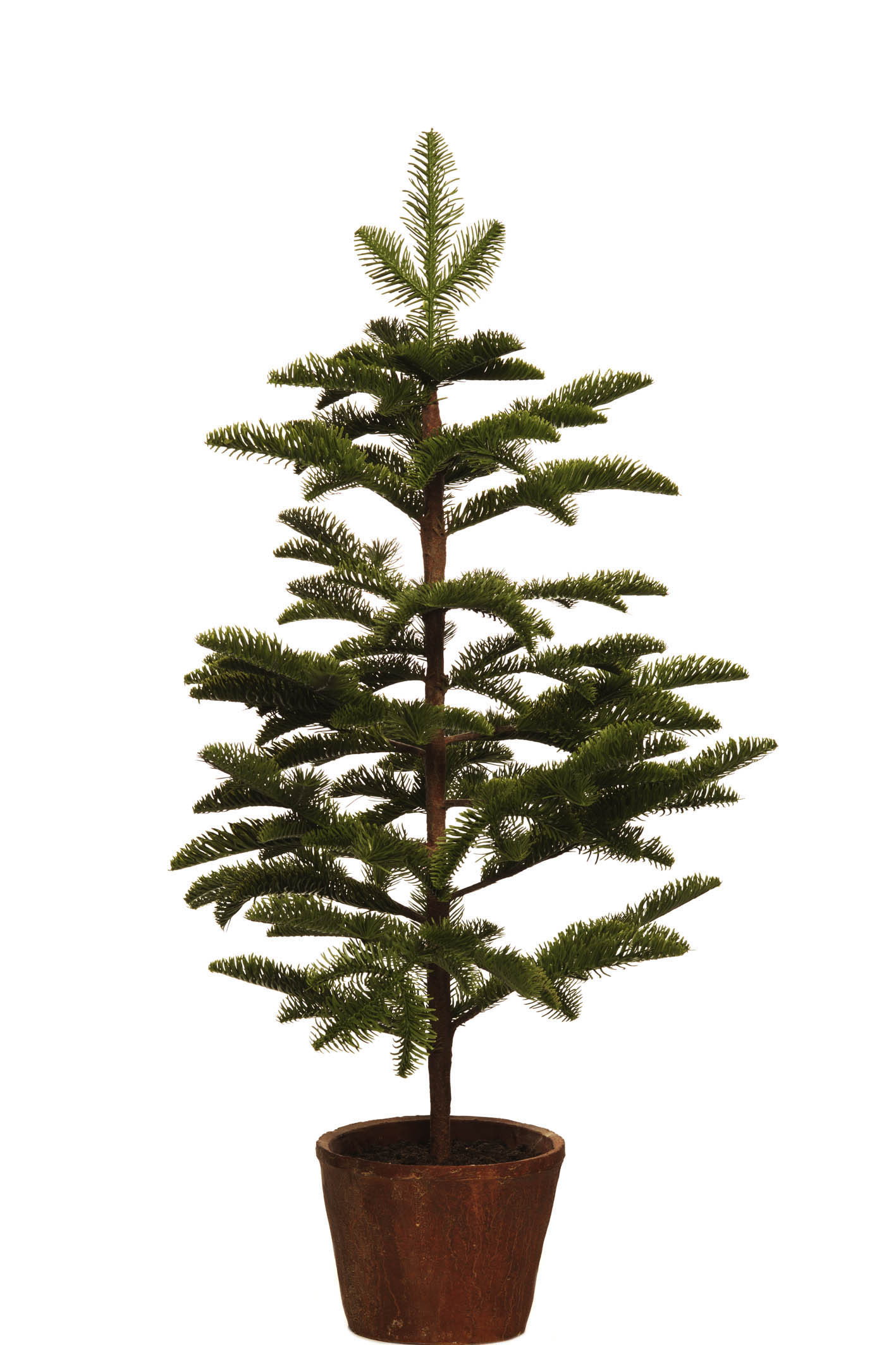 comprar ABETO SPRUCE - Árbol con maceta - 75cm y 92cm online de desde 78,65 €