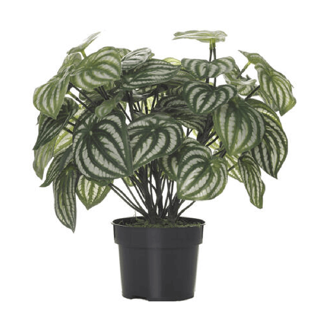 comprar MATA PEPEROMIA X3/60H 28CM - VERDE online de desde 30,76 €