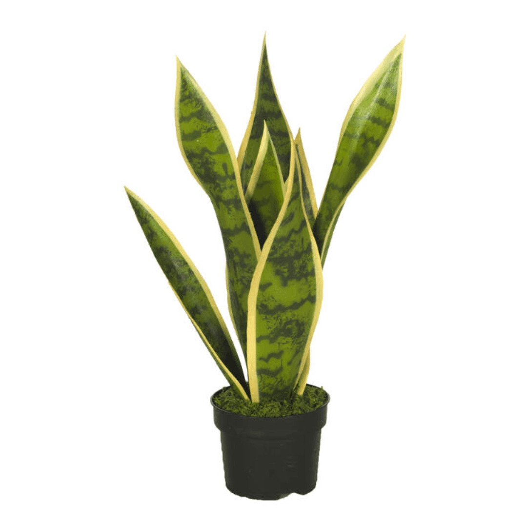 comprar PLANTA SANSIVIERA ANCHA 40CM C/M(4729 online de desde 46,27 €