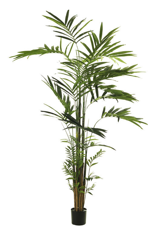 comprar Im Palmera Kentia X499 360cm C/Mac Verde online de desde 574,99 €