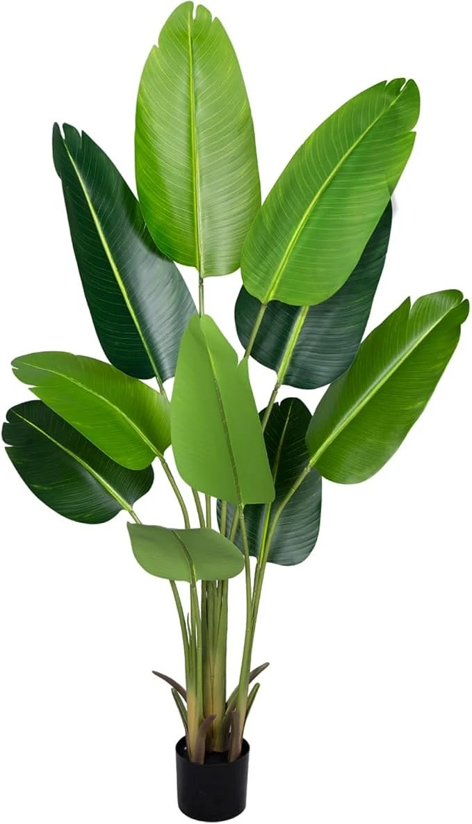 comprar Ave del Paraíso (Strelitzia, flor del paraíso) - 160 cm online de desde 83,49 €
