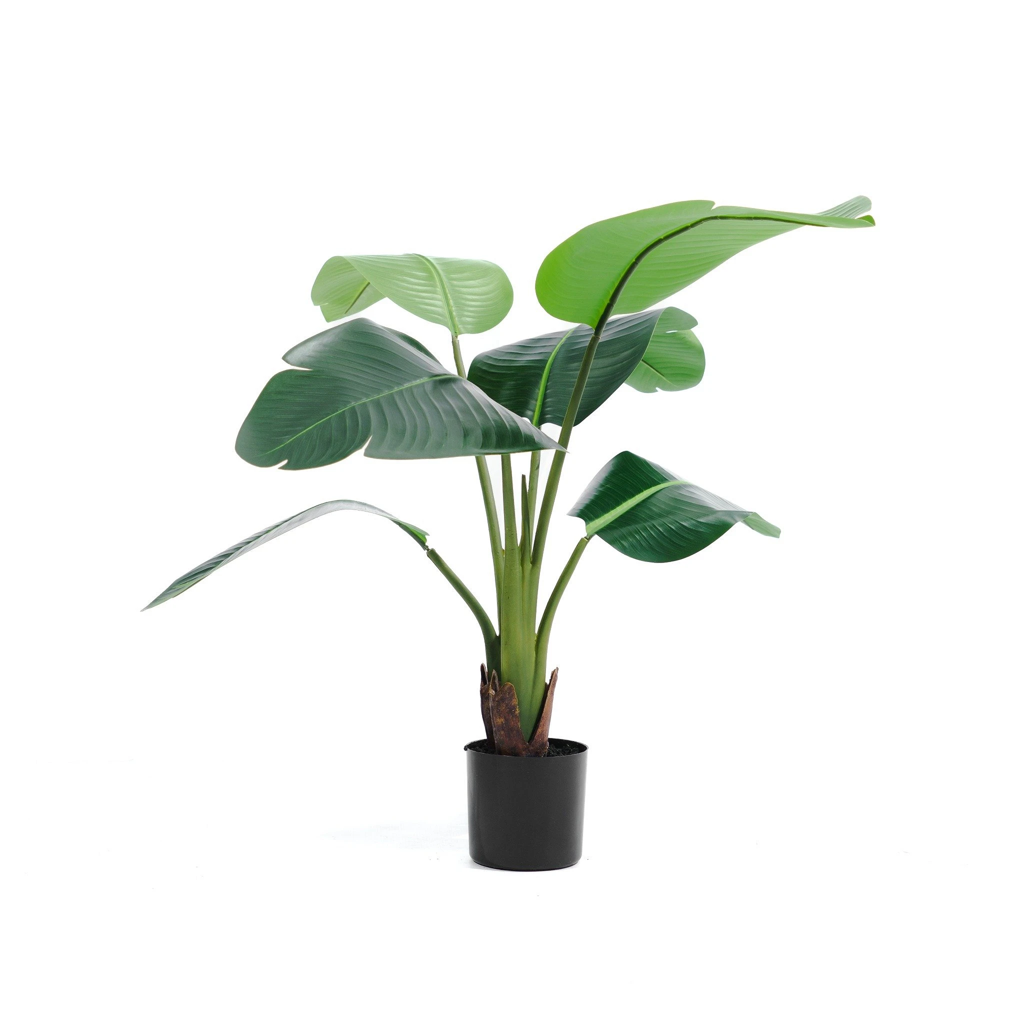 comprar Ave del Paraíso (Strelitzia, flor del paraíso) - 80 cm online de desde 48,28 €