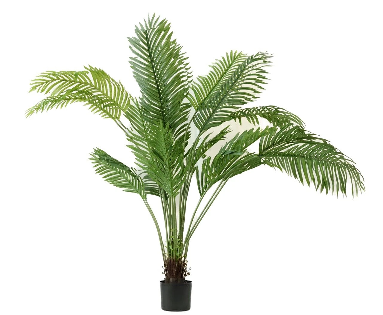 comprar Palmera Areca - 160 cm online de desde 64,80 €
