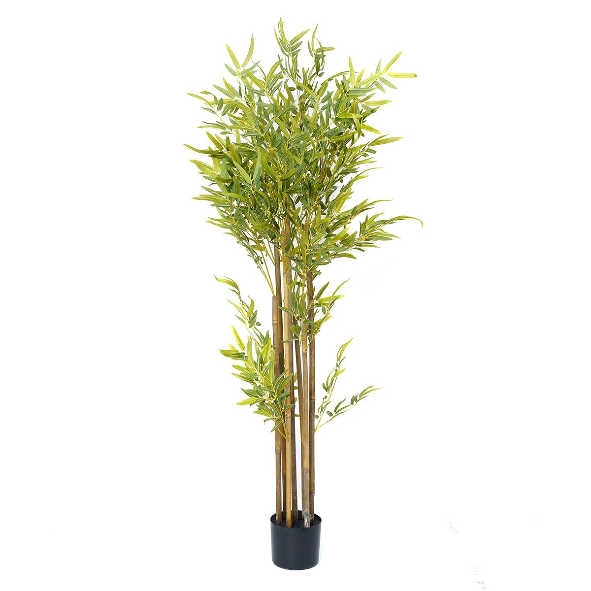 comprar Bambú - 150 cm online de desde 56,33 €