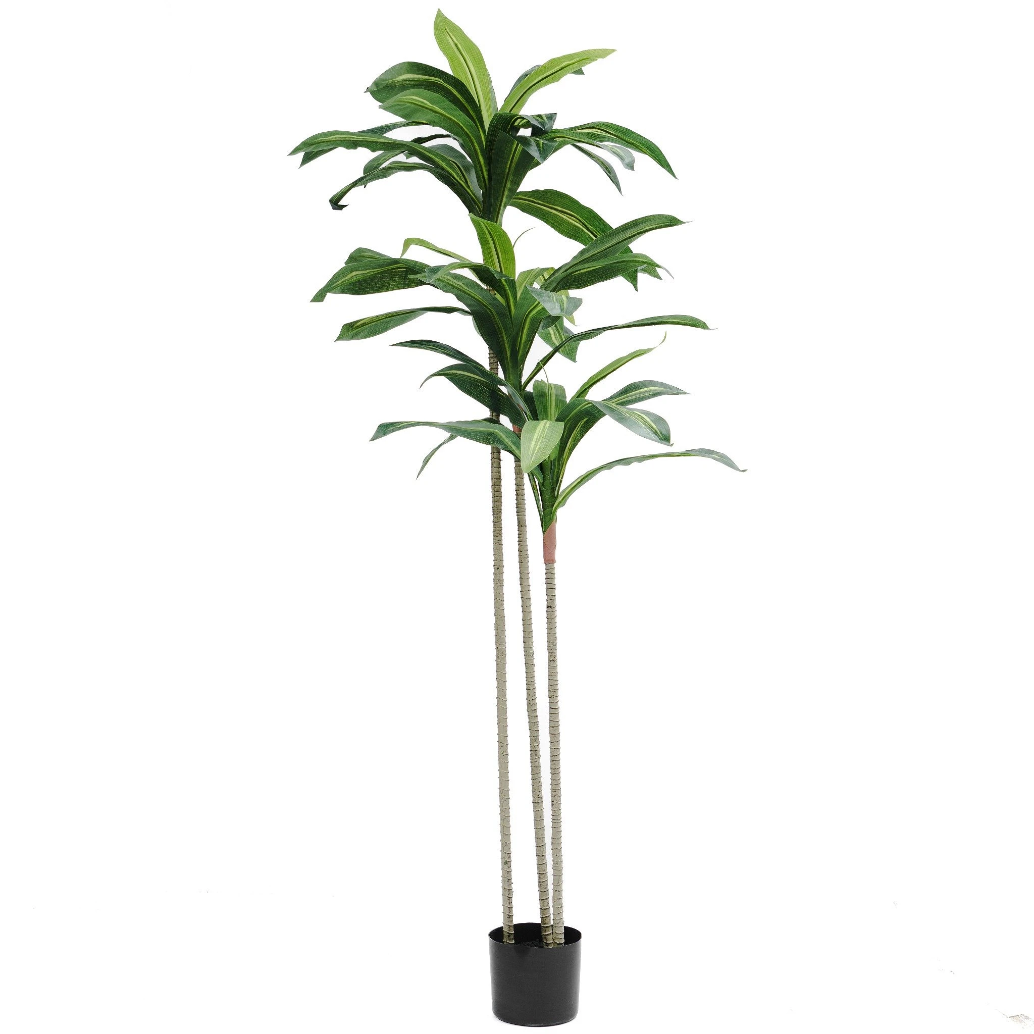 comprar Dracena - 150 cm online de desde 62,64 €