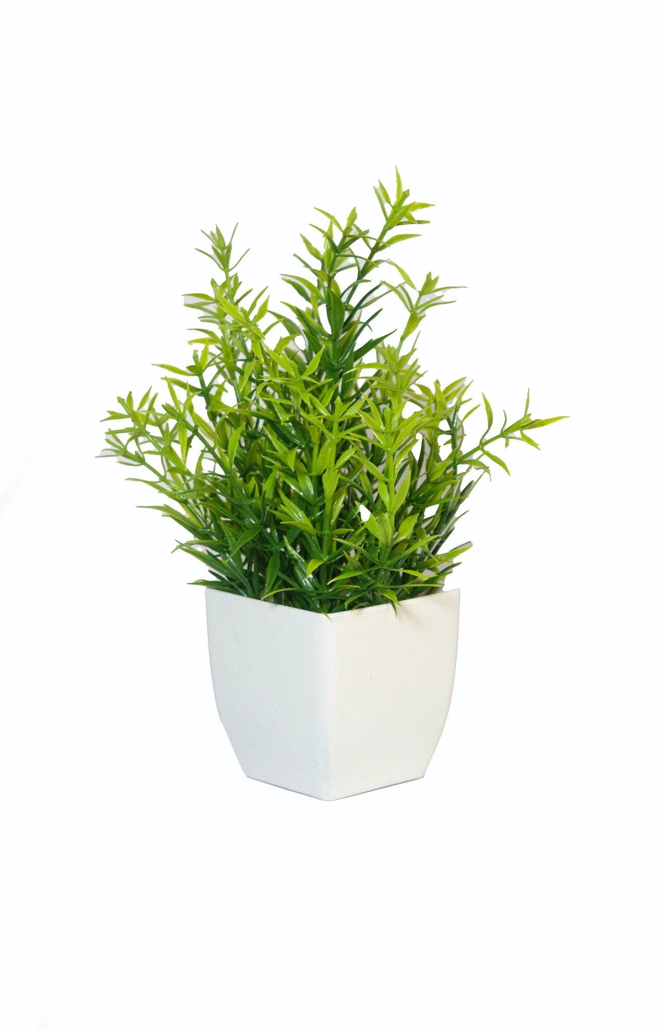 comprar Planta Chica Buxus 18 cm - 4u. online de desde 11,52 €