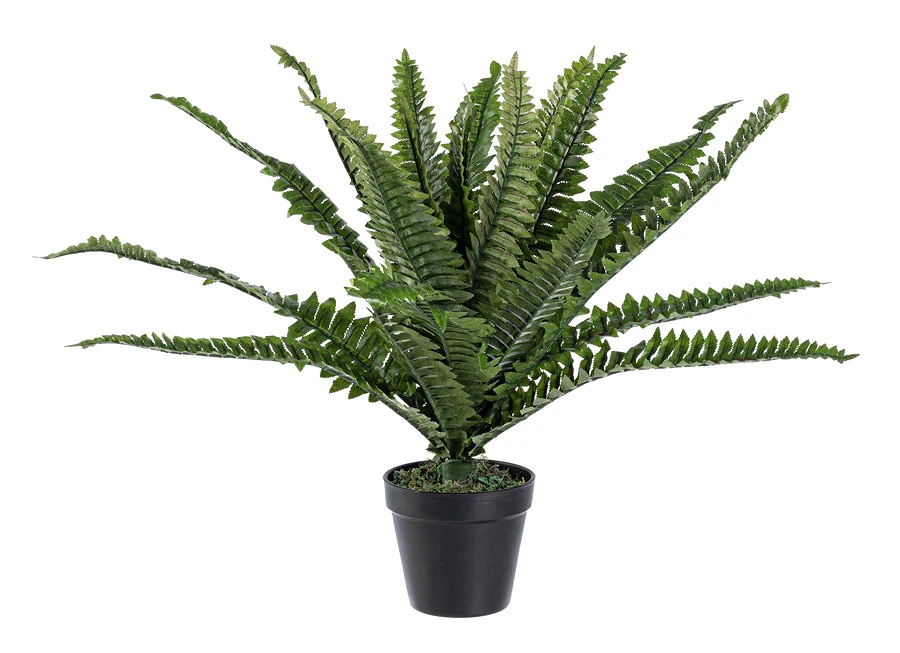 comprar PLANTA HELECHO CON MACETERO 24HOJ H45CM online de BIZZOTTO desde 29,19 €