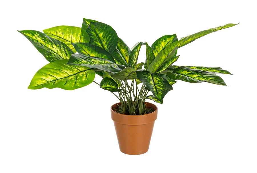 comprar PLANTA DIEFEMBACHIA CON MACETERO 30HOJ H45 online de BIZZOTTO desde 24,18 €