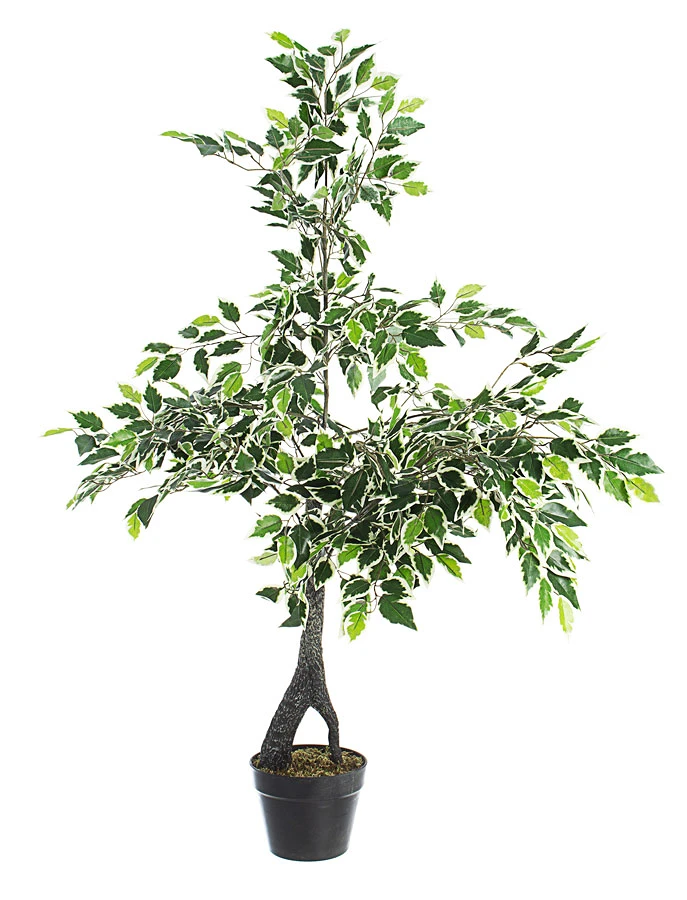 comprar PLANTA FICUS VARIEGADO CON MACETERO X760H H120 online de BIZZOTTO desde 87,12 €