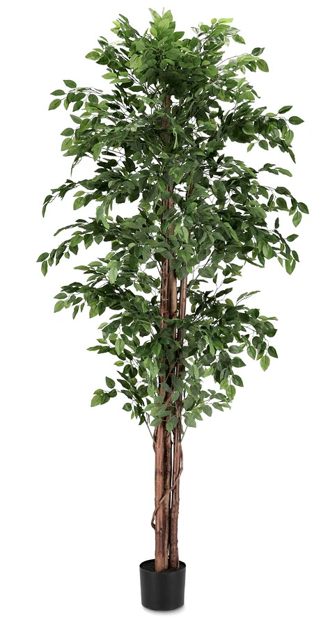 comprar PLANTA FICUS CON MACETERO 2480HOJAS H210 online de BIZZOTTO desde 185,13 €