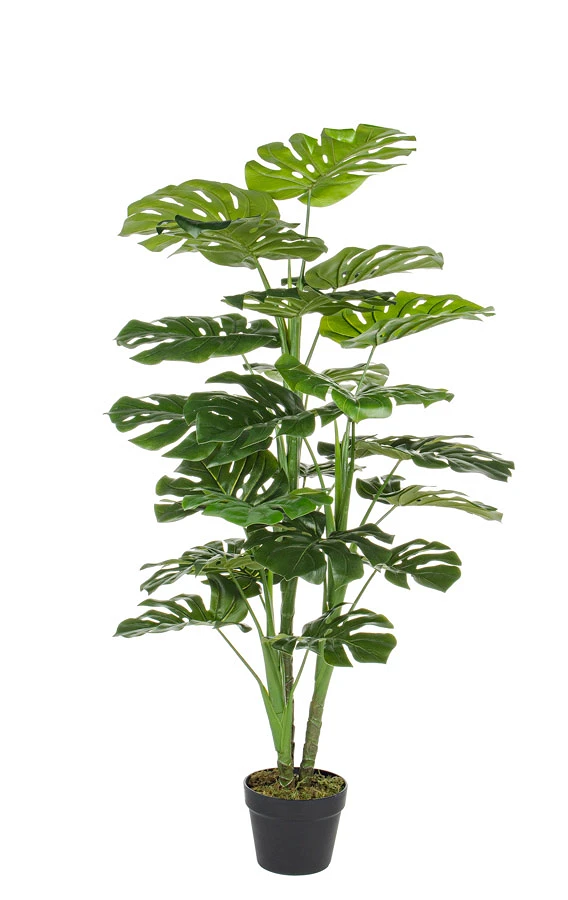 comprar PLANTA FILODENDRO CON MACETERO 23HOJ H120CM online de BIZZOTTO desde 86,03 €