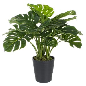 comprar PLANTA FILODENDRO CON MACETERO con 24 HOJAS | Altura 65CM | costilla de Adán online de BIZZOTTO desde 76,23 €