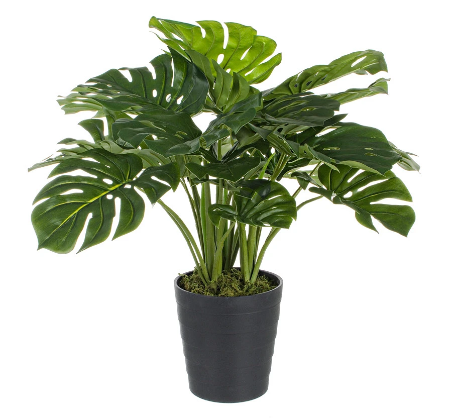 comprar PLANTA FILODENDRO CON MACETERO con 24 HOJAS | Altura 65CM | costilla de Adán online de BIZZOTTO desde 76,23 €