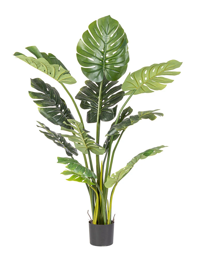 comprar PLANTA FILODENDRO CON MACETERO 13FOGLIE H1 online de BIZZOTTO desde 103,46 €