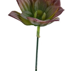 comprar PLANTA ECHEVERIA MINI SIN FLORERO online de BIZZOTTO desde 2,61 €