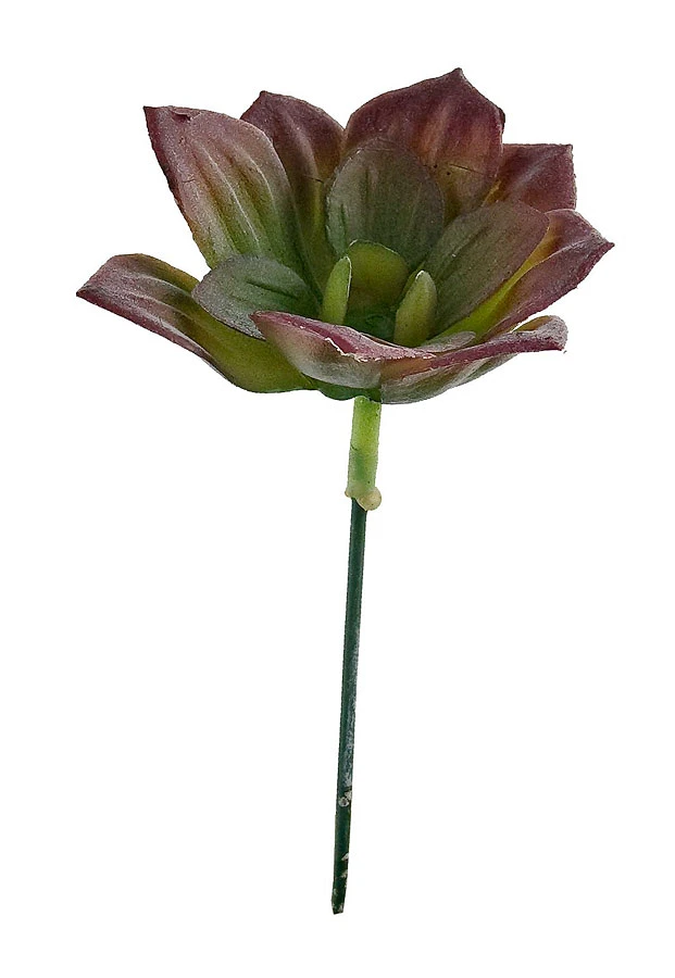 comprar PLANTA ECHEVERIA MINI SIN FLORERO online de BIZZOTTO desde 2,61 €