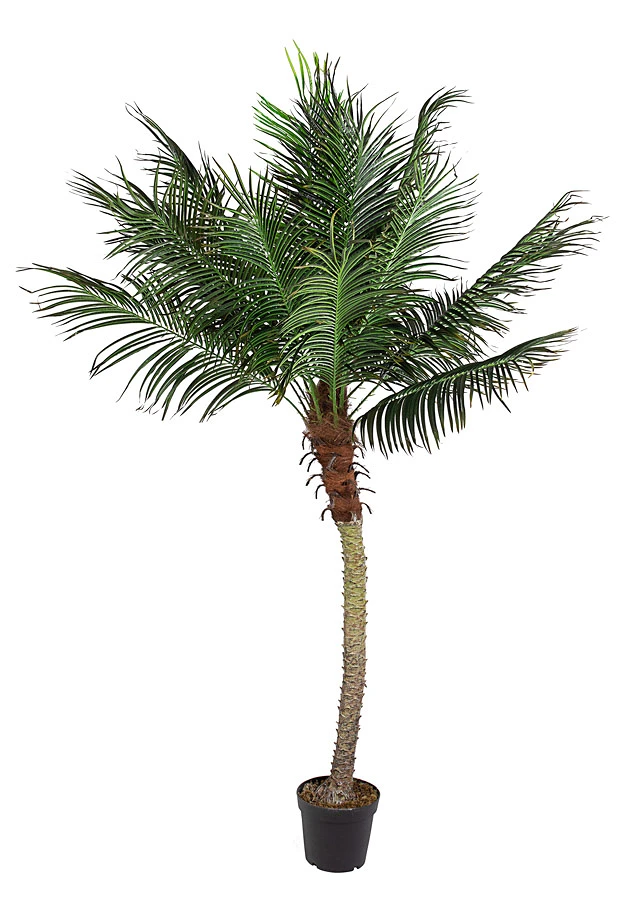 comprar PLANTA PALMA CON MACETERO 18HOJAS H210 online de BIZZOTTO desde 540,14 €