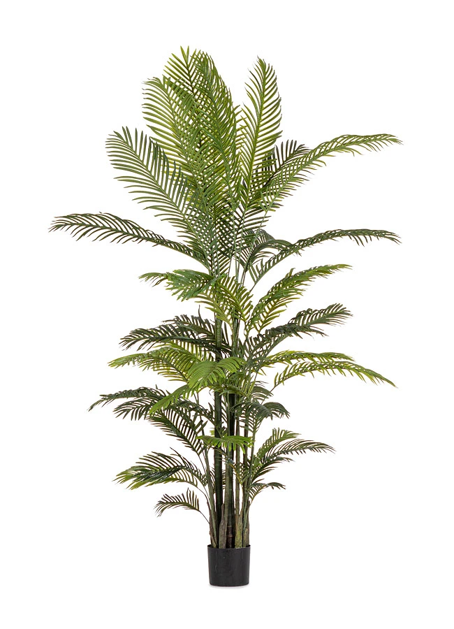 comprar PLANTAkENZIA CON MACETERO 33HOJAS H210 online de BIZZOTTO desde 385,51 €