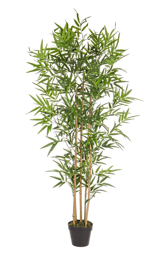 comprar PLANTA BAMBÚ CON MACETERO H155CM online de BIZZOTTO desde 128,50 €
