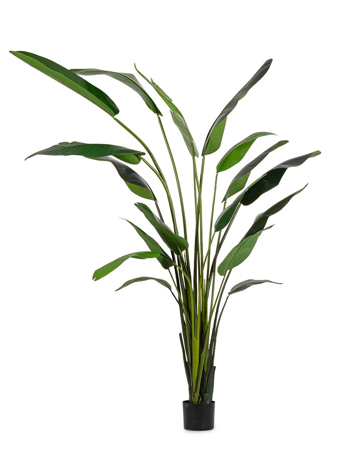 comprar PLANTA STRELITZIA CON MACETERO 18HOJAS H310 online de BIZZOTTO desde 298,39 €