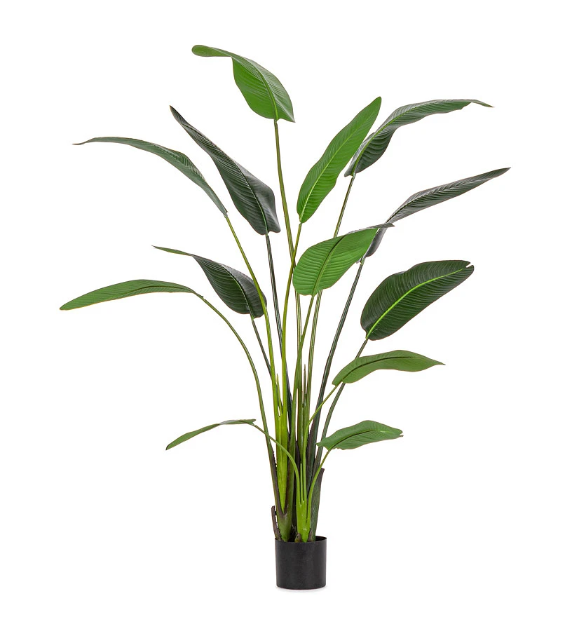comprar PLANTA STRELITZIA CON MACETERO 13HOJAS H235 online de BIZZOTTO desde 144,84 €