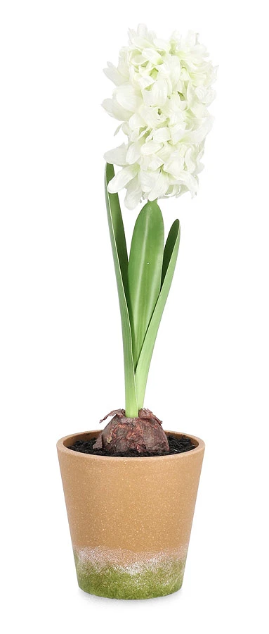 comprar PLANTA JACINTO CON MACETERO BLANCO H52CM online de BIZZOTTO desde 33,32 €