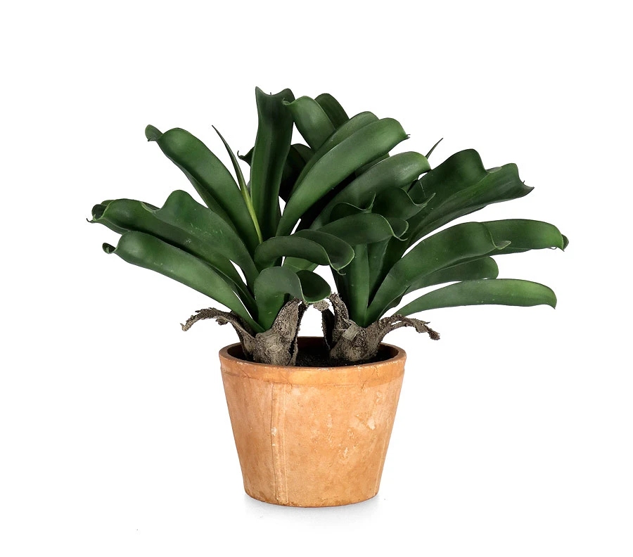 comprar PLANTA ANANAS CON MACETERO X2TR H43CM online de BIZZOTTO desde 60,98 €
