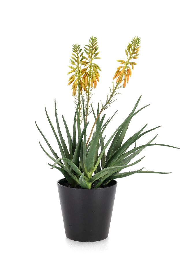 comprar PLANTA ALOE CON MACETERO X3F H51CM online de BIZZOTTO desde 36,15 €